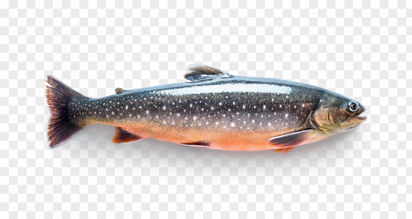 Fish Sardine Salmon Products Trout PNG