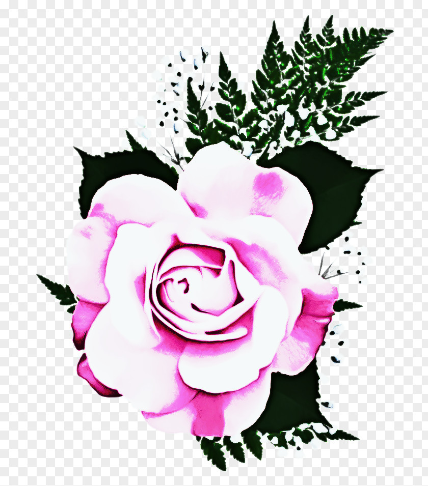 Hybrid Tea Rose Cut Flowers Drawing Of Family PNG