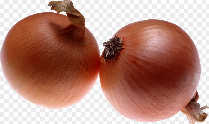 Onion Image Download Wallpaper PNG