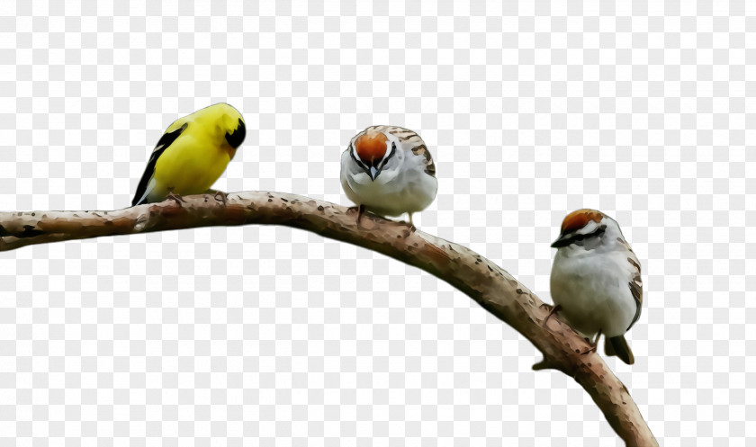 Twig Finch Bird Beak Branch Songbird Parrot PNG