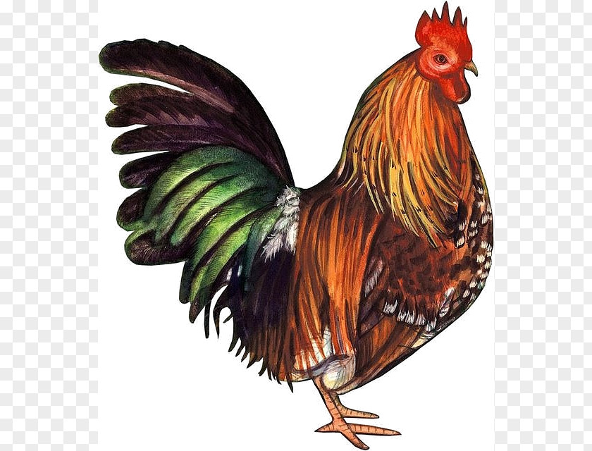 Vintage Rooster Pekin Chicken Silkie Clip Art PNG