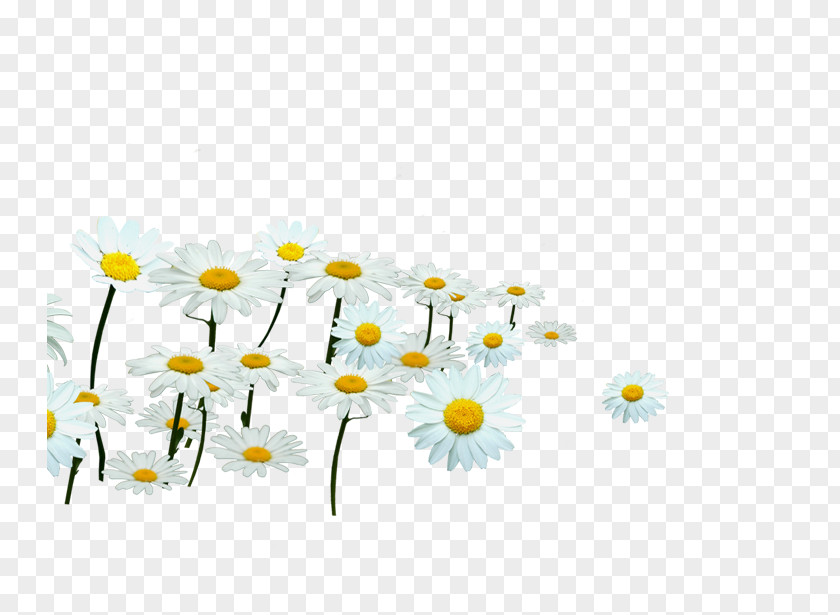 Chrysanthemum Common Daisy Dendranthema Lavandulifolium White PNG
