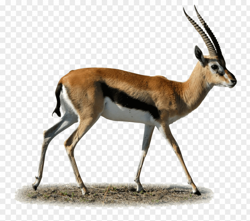 Gazelle Antelope Impala Springbok Clip Art PNG