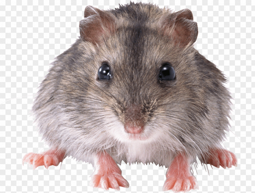 Mouse Front PNG Front, brown mice clipart PNG