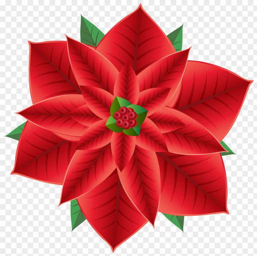 Christmas Poinsettia Transparent Clip Art Image Flower PNG