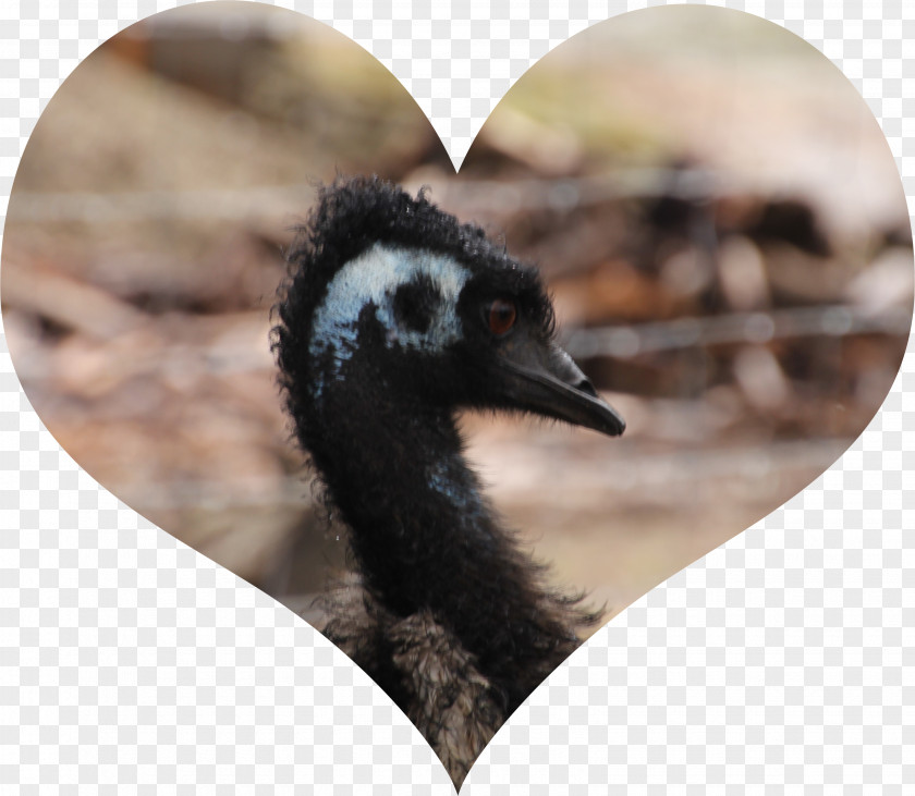 Emu Oil Health Bird PNG