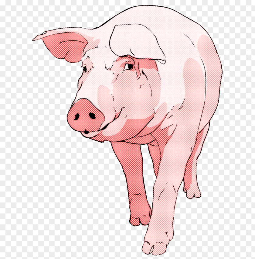 Livestock Snout Suidae Nose Pink Cartoon PNG