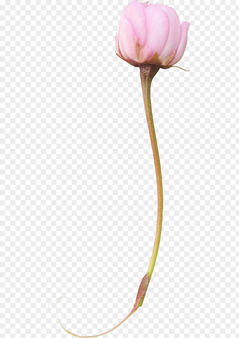 Peony Clip Art PNG