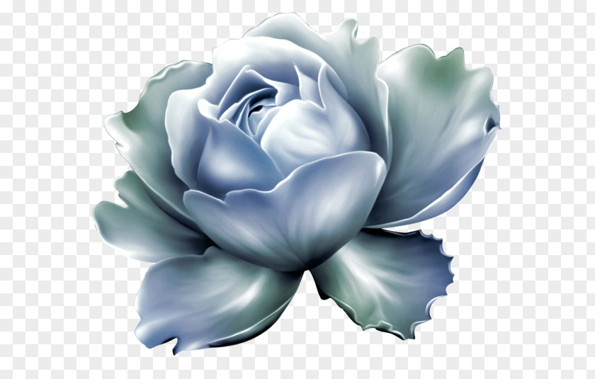 Rose PNG