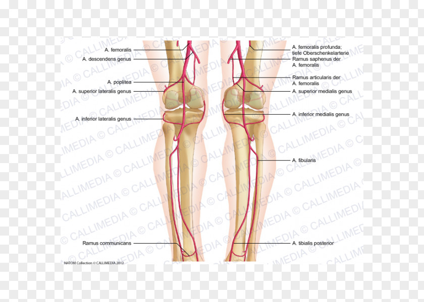 Thumb Knee Femoral Artery Popliteal Crus PNG