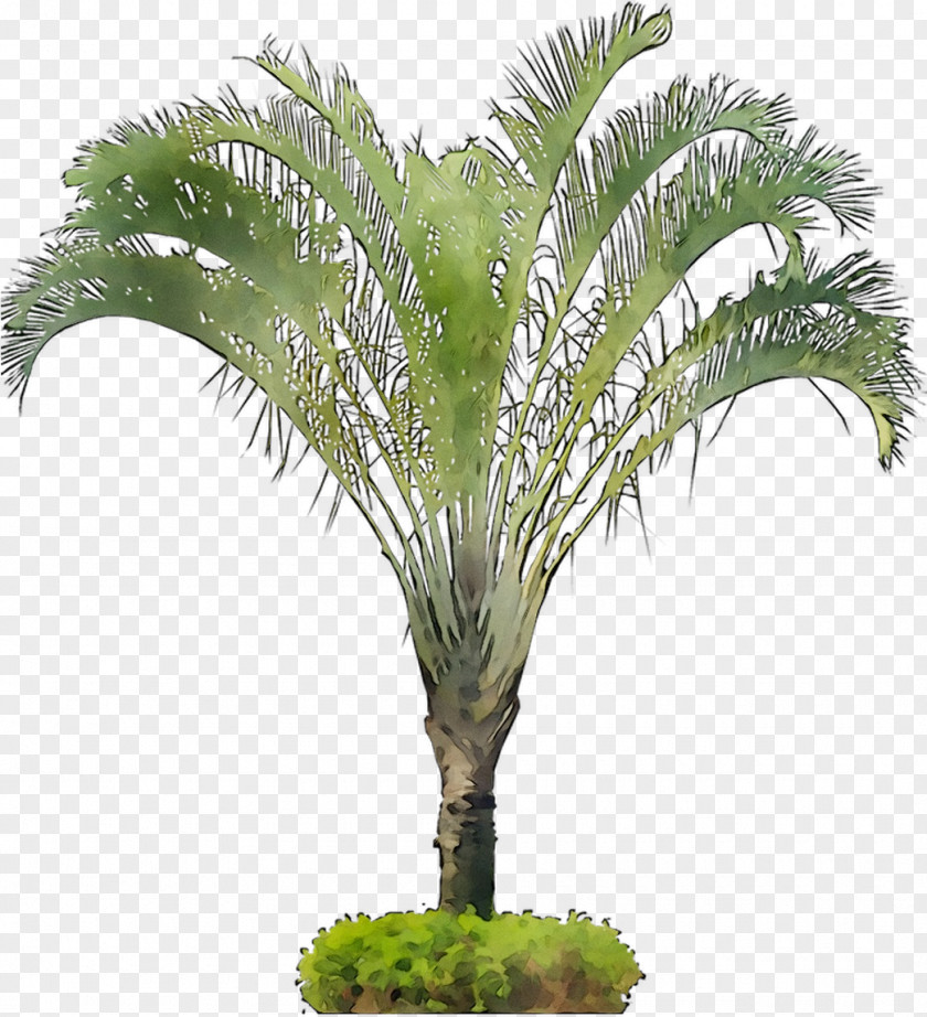 Babassu Flowerpot Coconut Oil Palms Palm Trees PNG