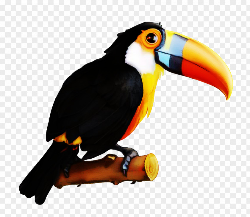 Bird Toucan Beak Piciformes Hornbill PNG