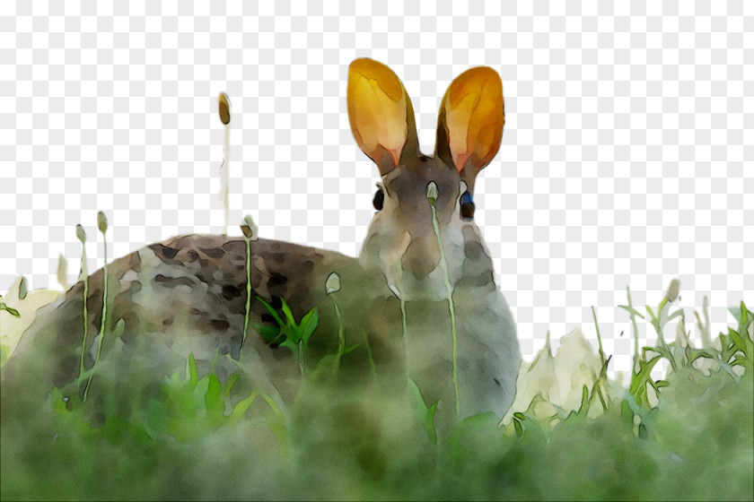 Domestic Rabbit Hare Fauna Snout PNG