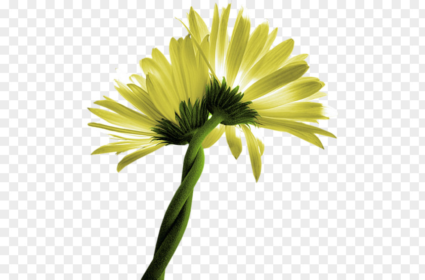 Flower Common Daisy Oxeye Clip Art Transvaal PNG