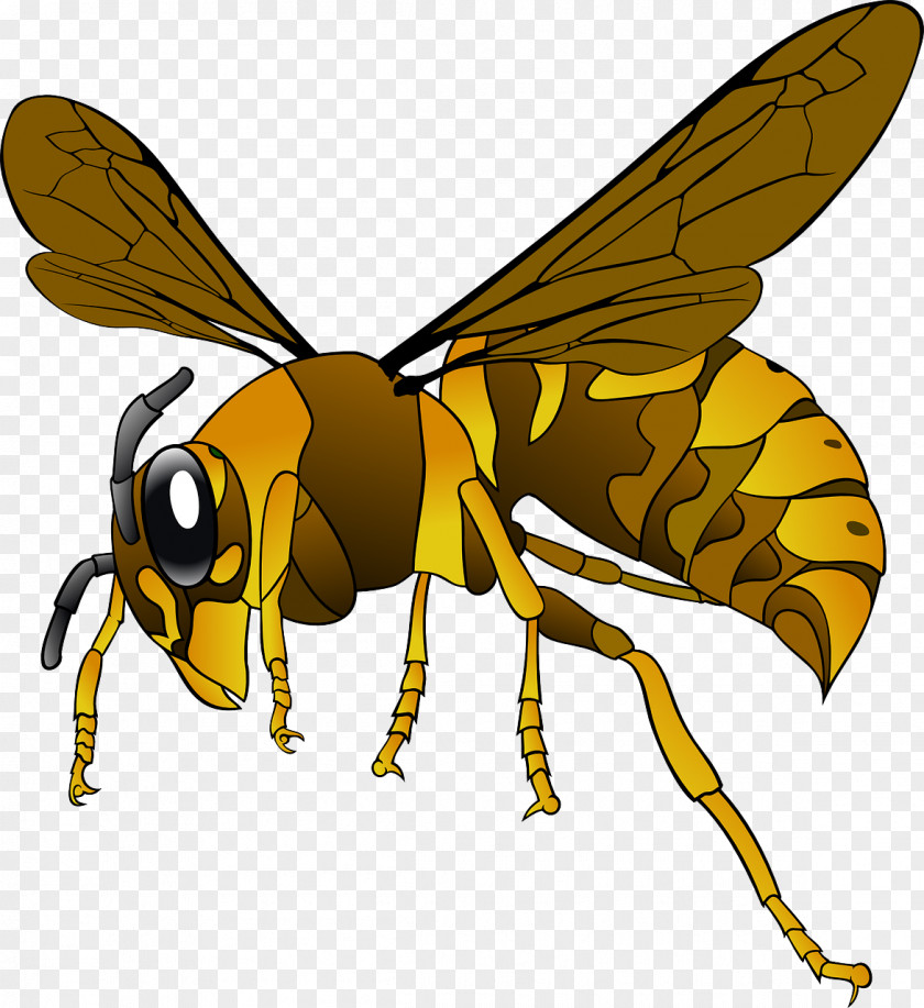 Flying Bee Green Hornet Clip Art PNG