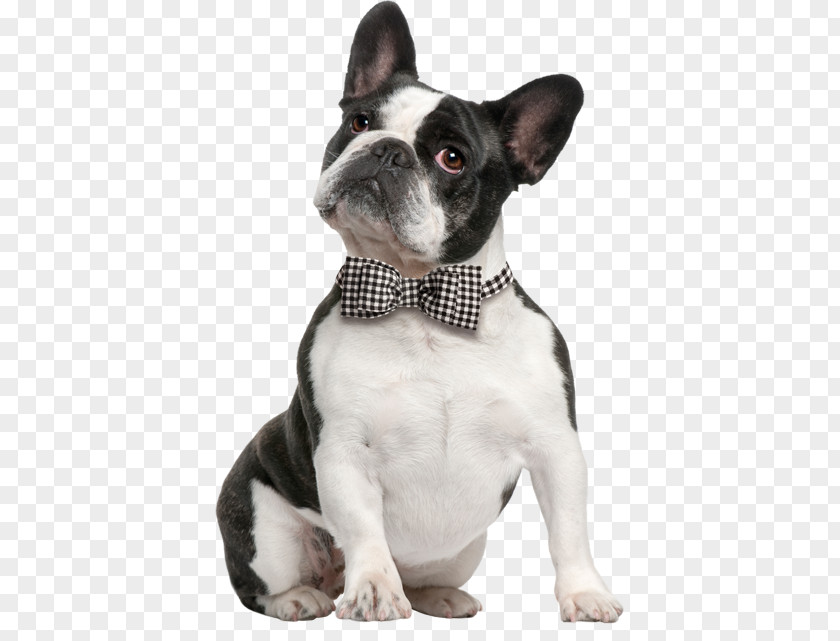 French Bulldog Behind Boston Terrier American Staffordshire PNG