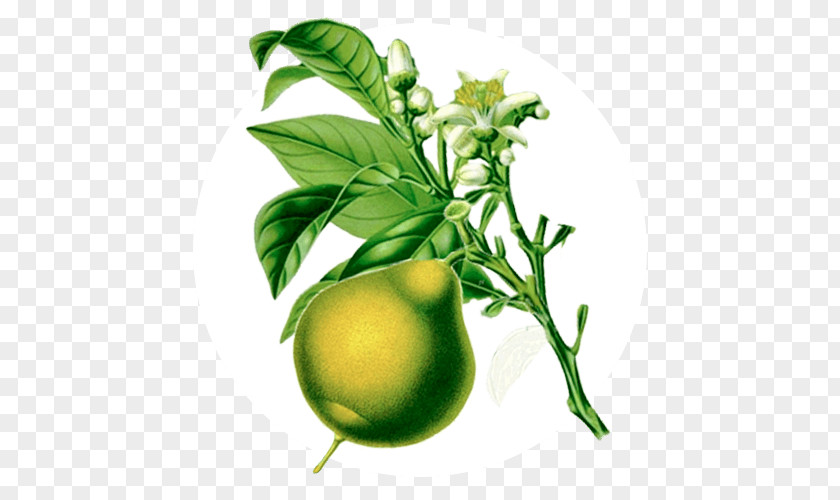 Lime Ananda Apothecary Essential Oil Bergamot Orange PNG