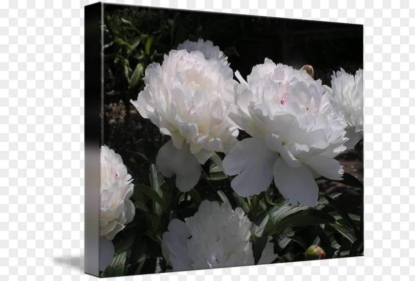Peony Rose Family Herbaceous Plant Shrub PNG