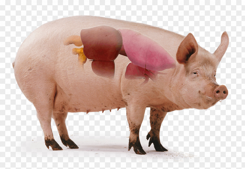 Pig Domestic Teat Science Tryne PNG
