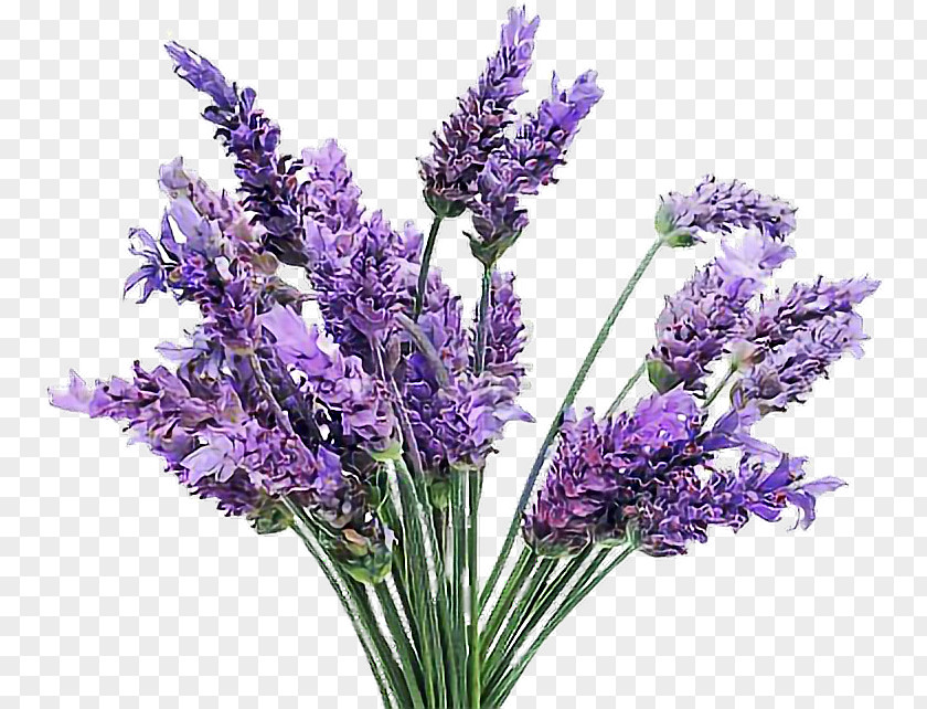 Plant English Lavender French Flowering Lamiaceae PNG