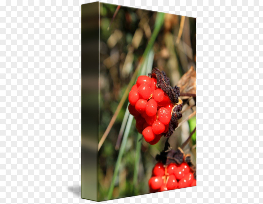 Red Berry Branch Cloudberry Raspberry Cranberry Mulberry Berries PNG