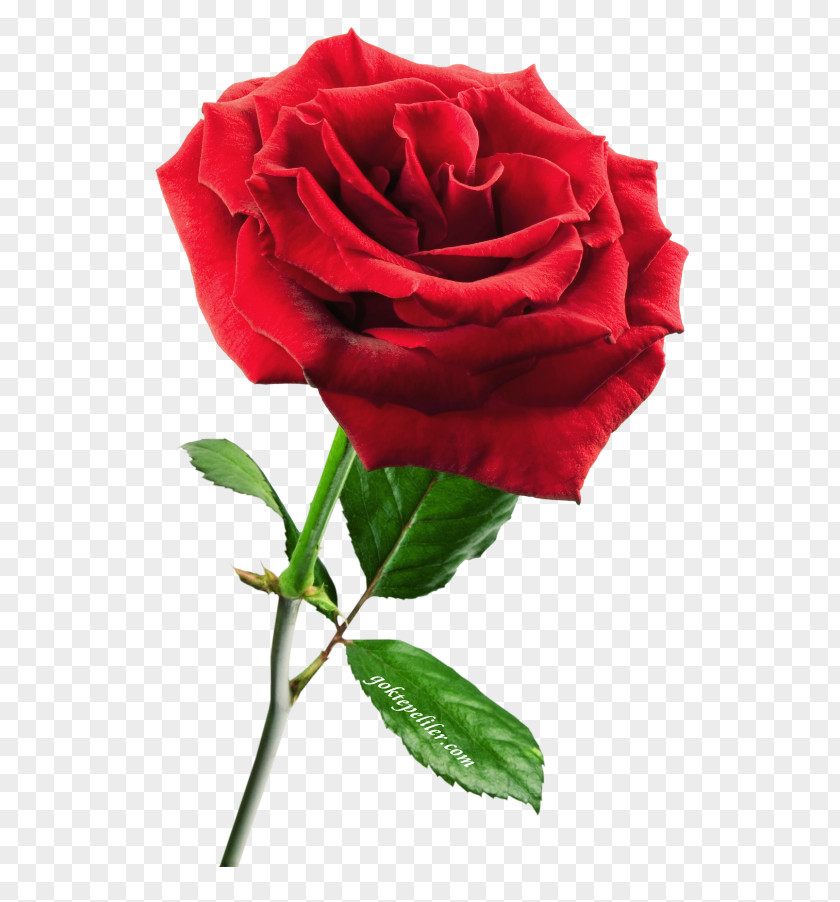 Rose Red Waxing PNG