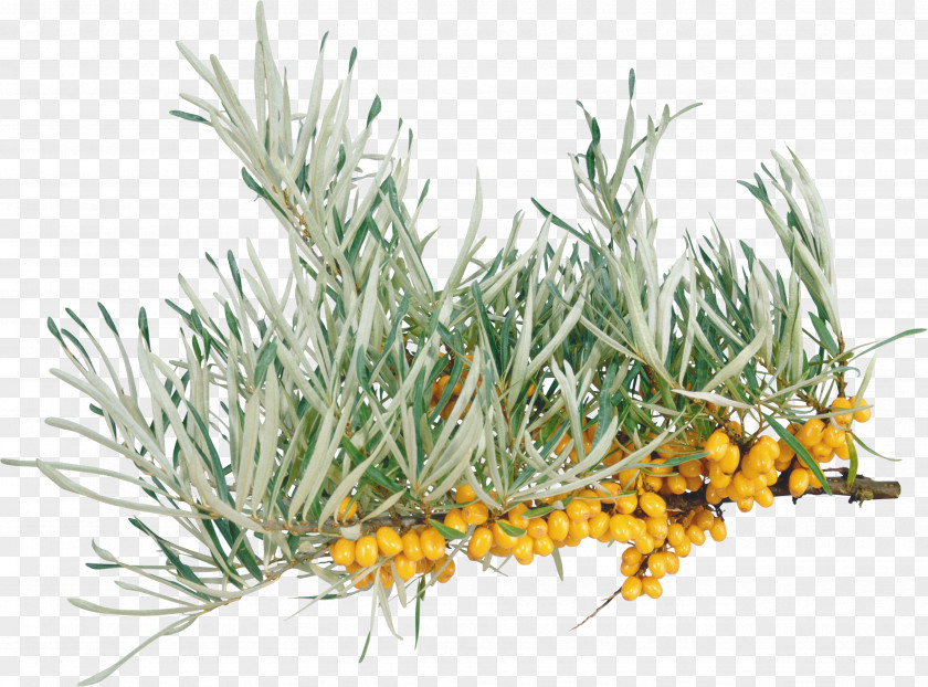 Sea Buckthorn Grasses Herb PNG