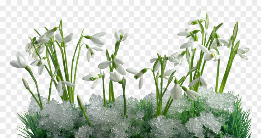 Snowdrop Desktop Wallpaper Первые подснежники Flower PNG
