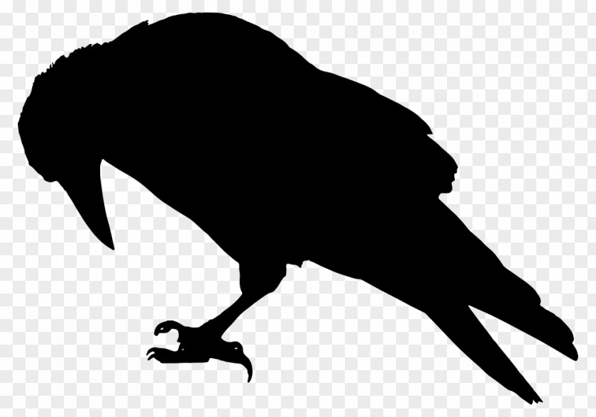 Bird The Raven Common Crow Family Clip Art PNG