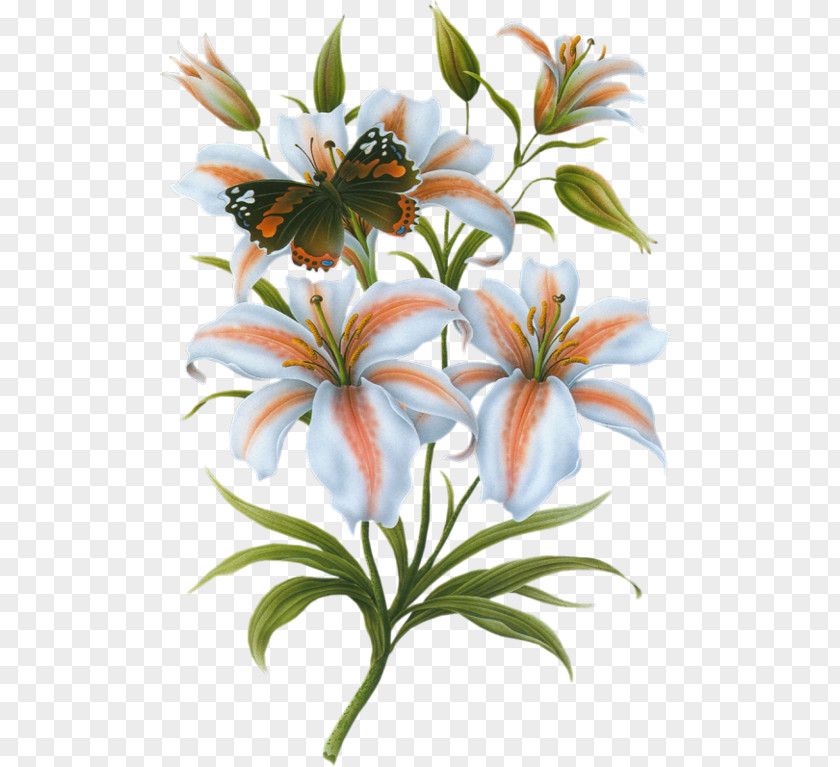 Butterfly On Lily Lilium Bulbiferum Flower Bokmxe4rke PNG
