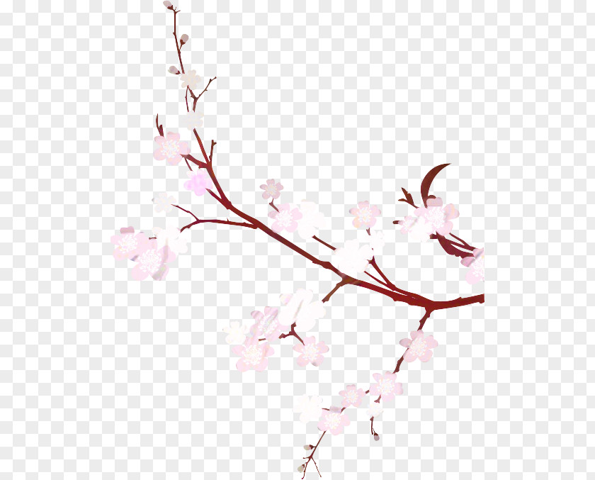 Cherry Blossom Flower Image East Asian PNG