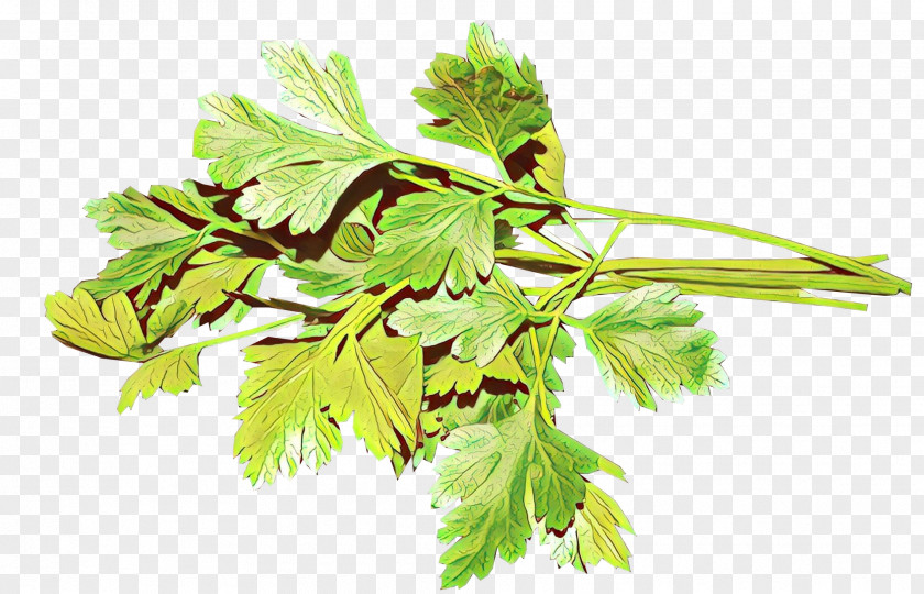 Leaf Vegetable Plane Parsley PNG