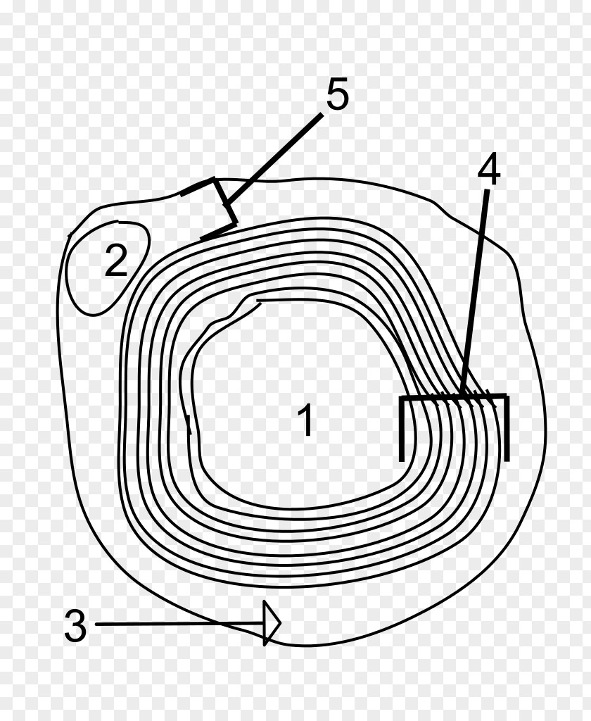 Nerve Structure Myelin Axon Neuron Schwann Cell Neurilemma PNG