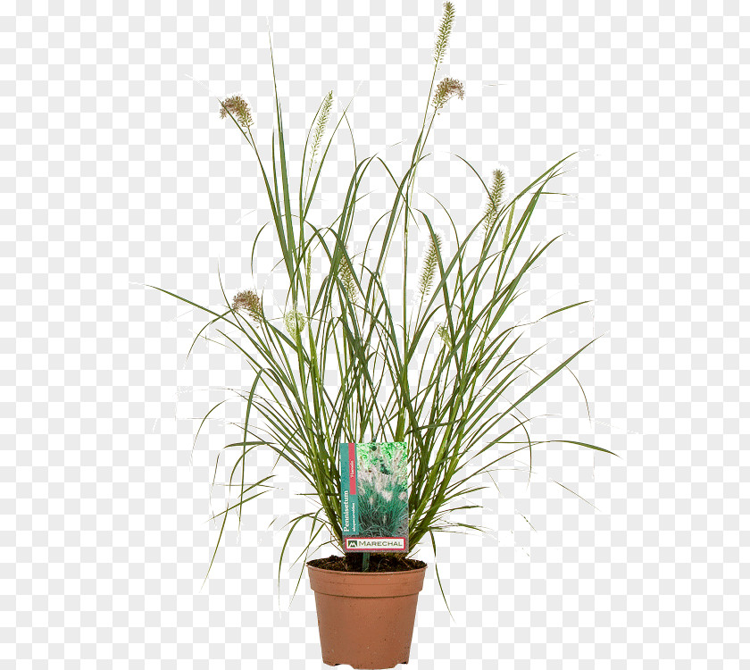 Photinia Flowerpot Chinese Fountain Grass Lampepoetsergras Houseplant Nursery PNG