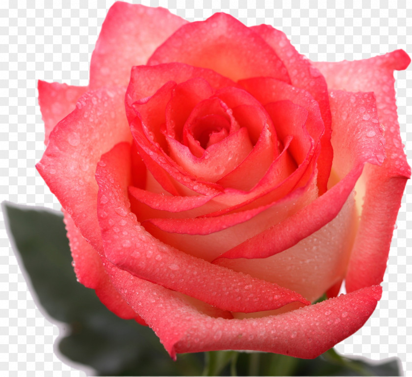 Pink Roses Garden Cabbage Rose Floribunda Cut Flowers Petal PNG