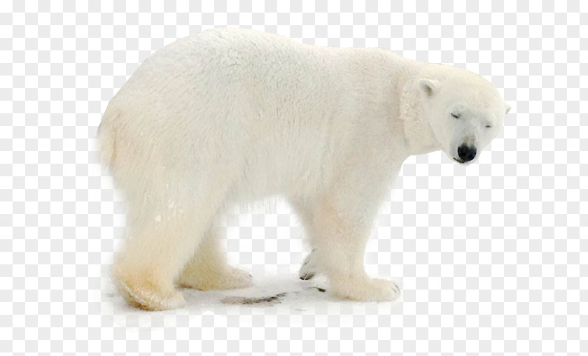 Polar Bears Foraging Bear Animal PNG