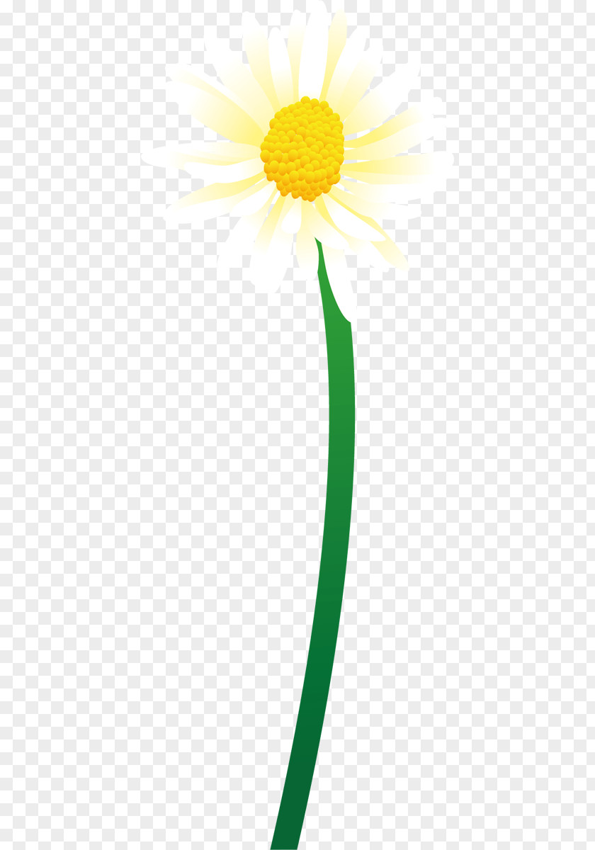 Dandelion Common Daisy Oxeye Petal Plant Stem PNG