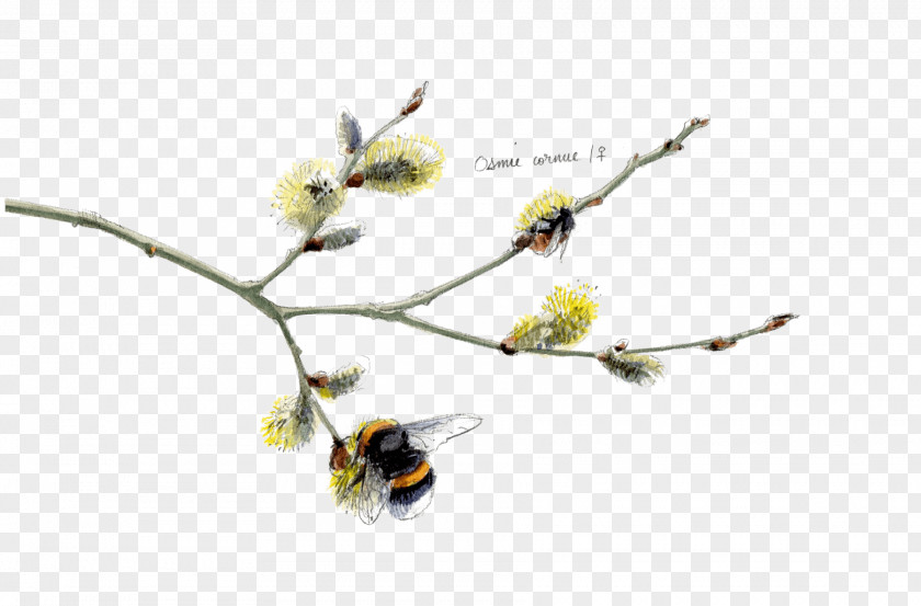 Insect Twig Plant Stem Flowering PNG