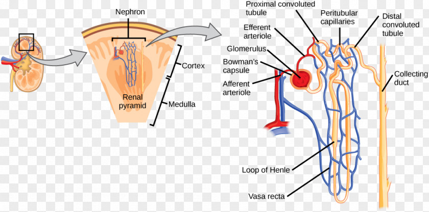 Kidney Nephron Glomerulus Renal Cortex Osmoregulation PNG