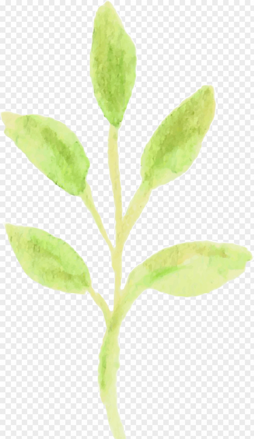 Leaf Watercolor Plant Stem Organism PNG