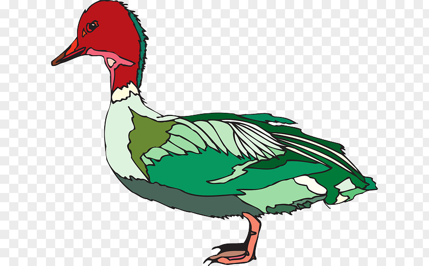Pink Bird Duck Mallard Goose Clip Art PNG