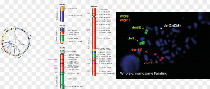 Cancer Variant Cell Graphic Design Computer Software Multimedia Technology PNG