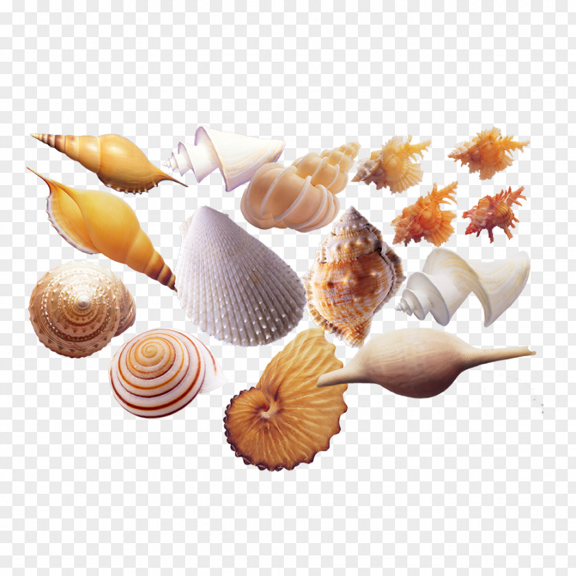 Conch Seafood Sea Snail Shellfish Seashell PNG