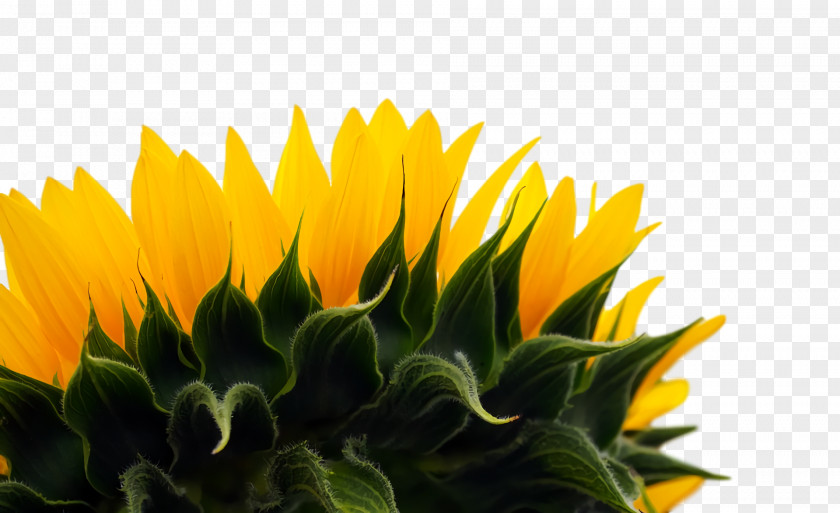 Daisy Family Sunflower Seed Flower Annual Plant Petal PNG