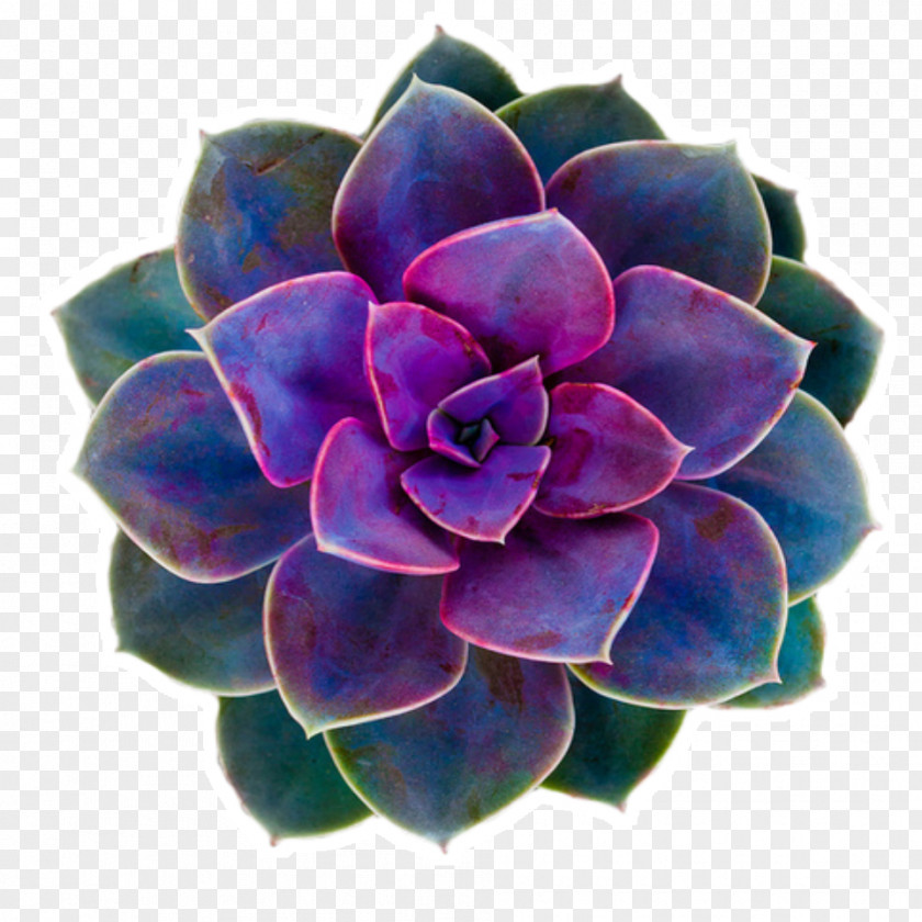 Plant Succulent Echeveria Cactaceae Garden PNG