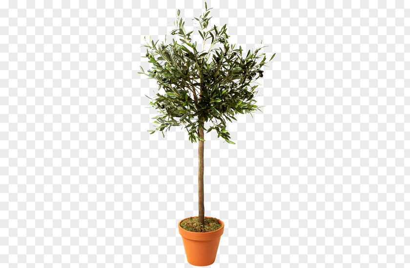 Tree Flowerpot Paper Schefflera Arboricola Branch PNG