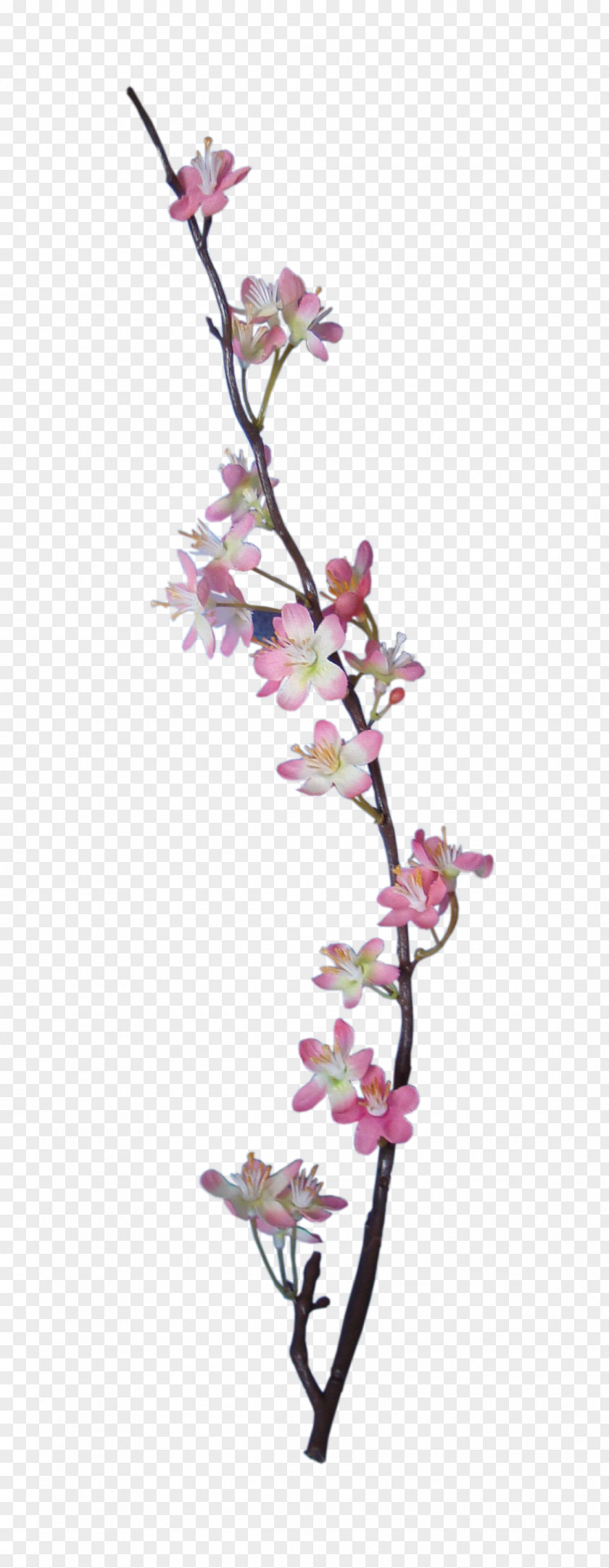 BLOSSOM Embellishment Flower Digital Scrapbooking Apple PNG