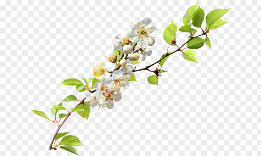 Cherry Blossom Twig Branch Clip Art PNG