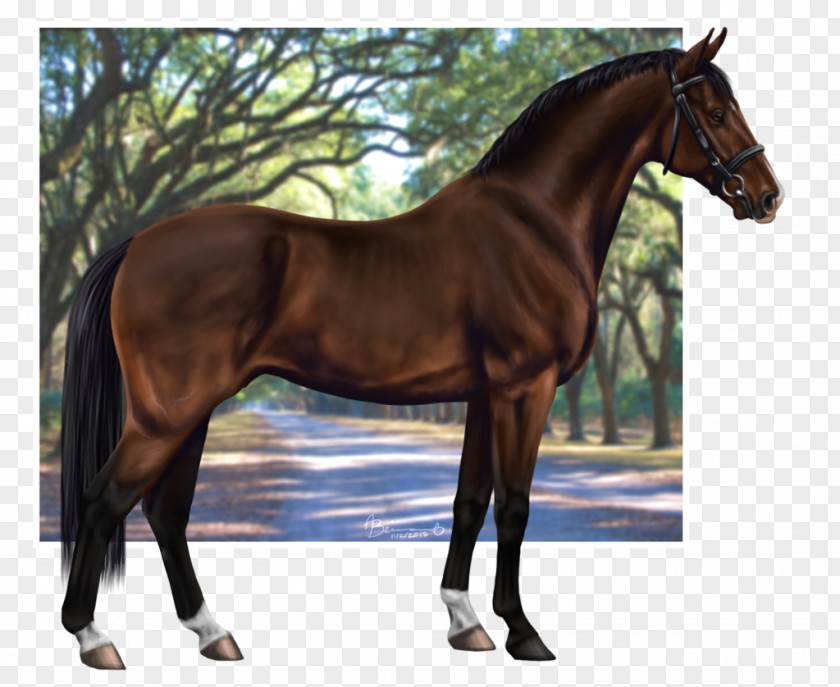 Mustang Stallion Rein Hunt Seat Mare PNG