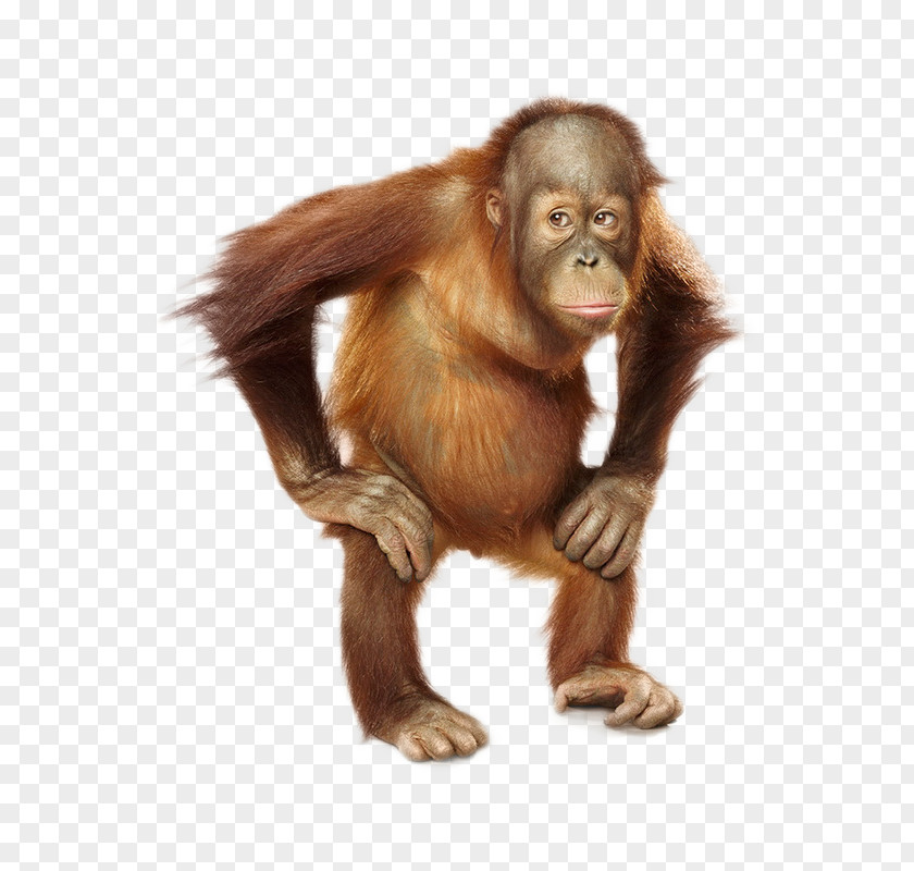 Orangutan Common Chimpanzee Monkey Fur Snout PNG